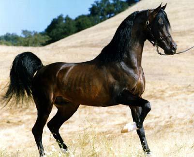 KRÁSNÝ ARAB