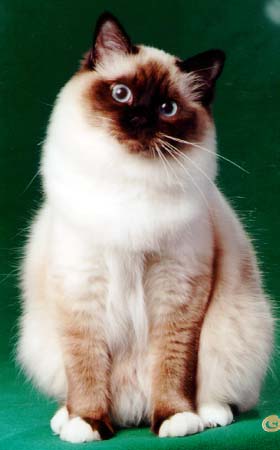 050903Birma.jpg