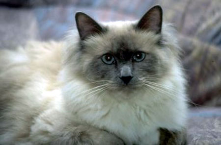 050906Birma.jpg