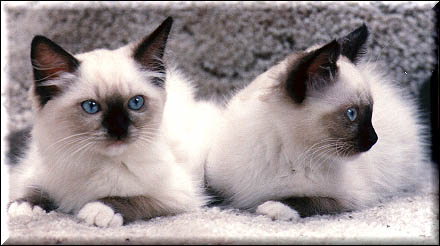 053401Ragdoll.jpg