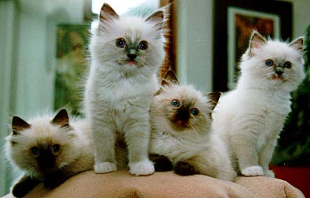 053402Ragdoll.jpg