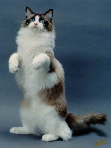 053405Ragdoll.jpg