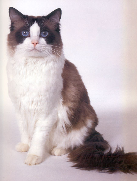 053406Ragdoll.jpg