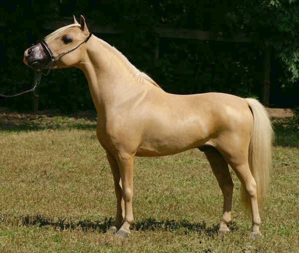 ChampL44.jpg