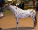 american miniature horse 