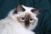 053407Ragdoll.jpg