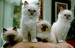 053402Ragdoll.jpg