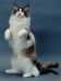 053405Ragdoll.jpg